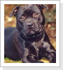 Lovely Loana 2001-2005